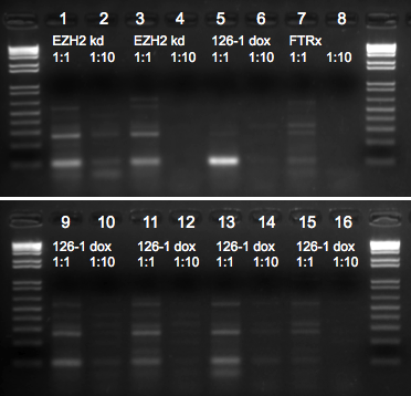 File:KAH 070810 gel1.tif