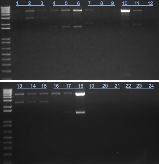 File:KAH 081211 gel1.tif