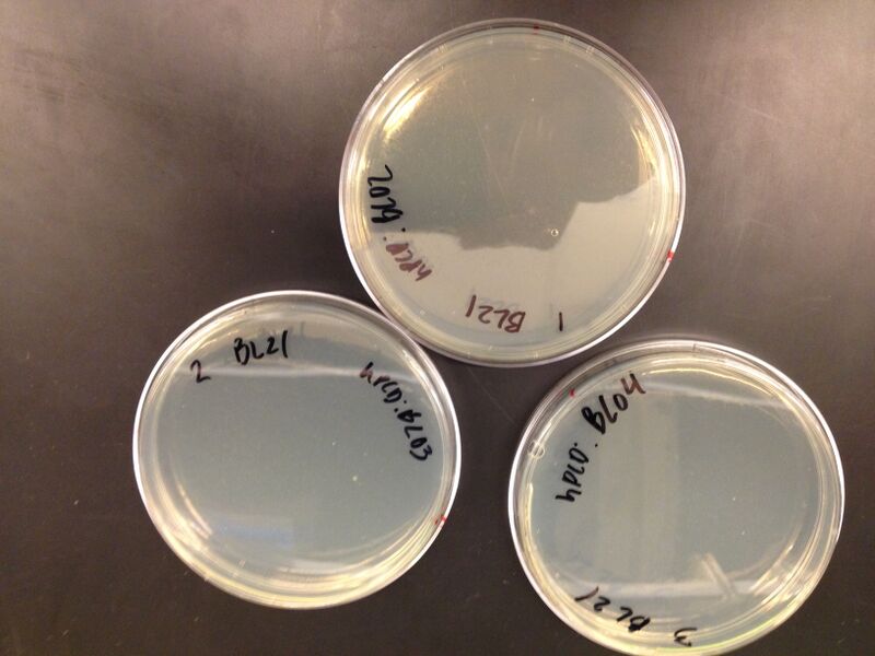 File:Plates 1 5 2013.jpg