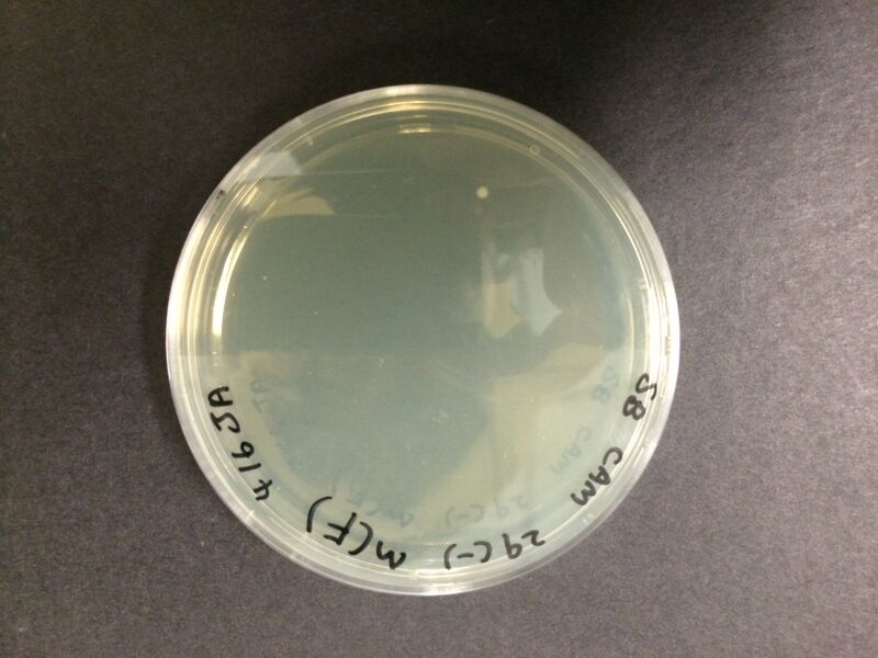 File:SB fresh medium.JPG