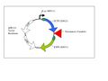 Thumbnail for version as of 15:00, 22 March 2006