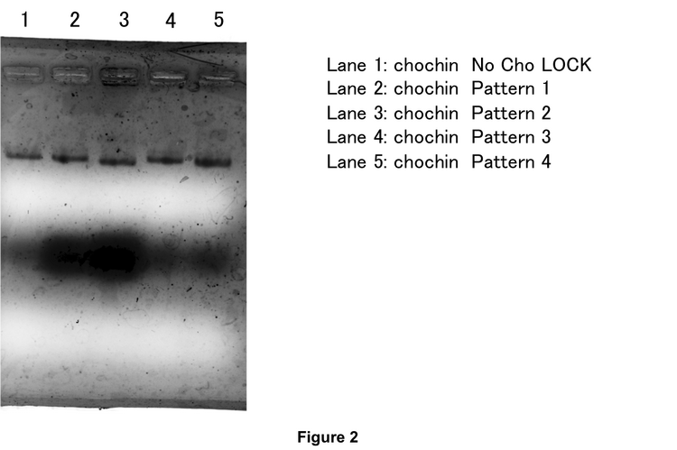 Figure. 2 electrophorese