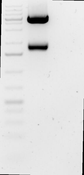 File:2016-07-27 KAH132 MV2.jpg