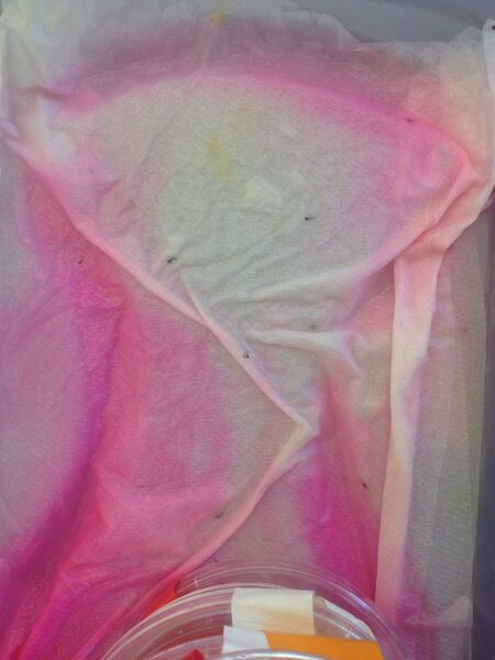 File:DEFExperimental sample.JPG