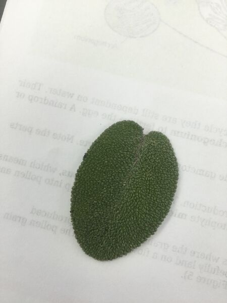 File:LG sample two plant.JPG