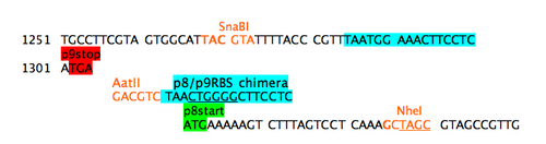 Step 4B: add chimeric RBS