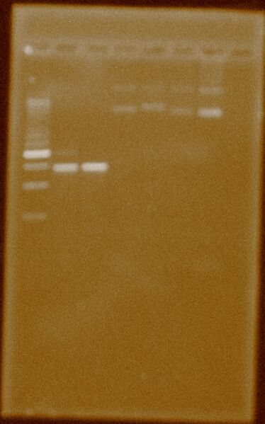 File:PBBR1MCS extraccion.JPG