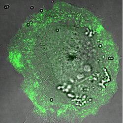 Overlay of a DIC and fluorescence image of an ARPE-19 cell internalizing microspheres while transiently over-expressing a GFP-tagged myosin