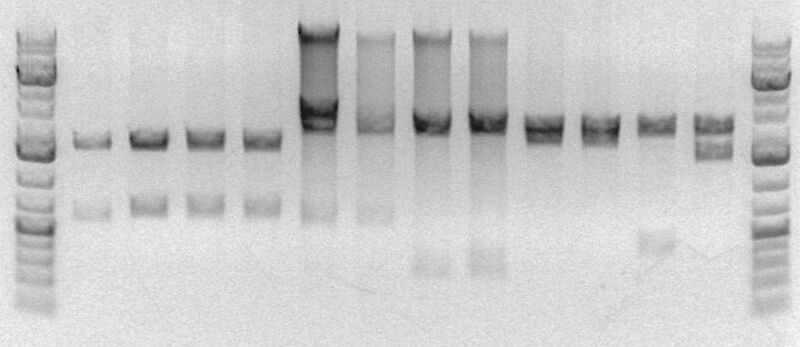 File:WJH gels 031510.jpg