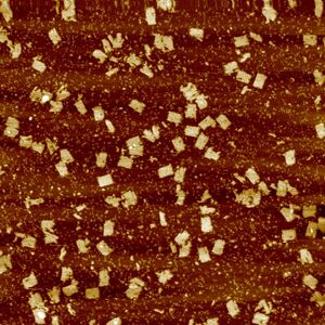 Unmodified Small Canvas (1μm)