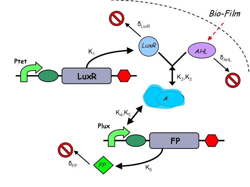 File:Biofilm-Construct 1.jpg