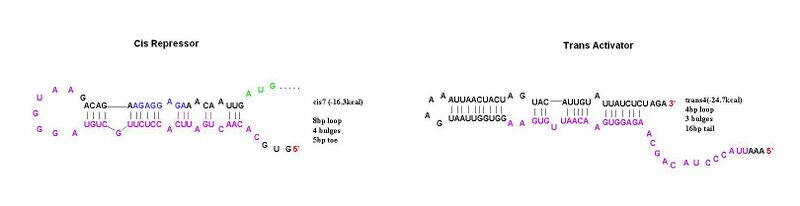 File:Cis7 trans4.JPG