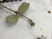 Picture of 5. plant with buds