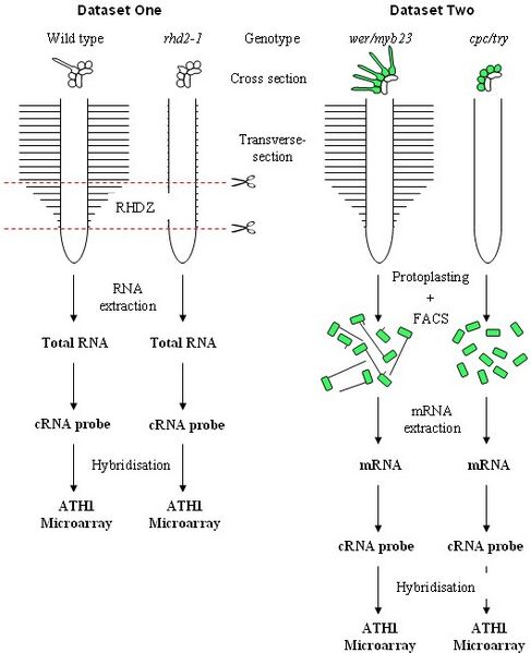 File:Microarray datasets.jpg