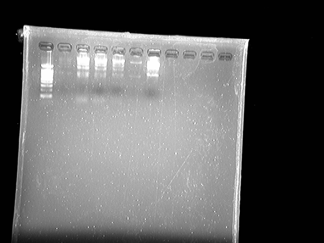 File:PKU-080816-ligation product.tif