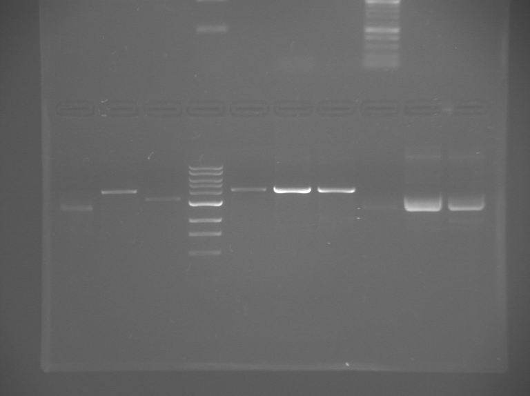 File:S13 M2D5 TR gel-Purple.jpg