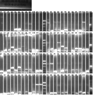 File:08-08 96colony mxh2a.tif