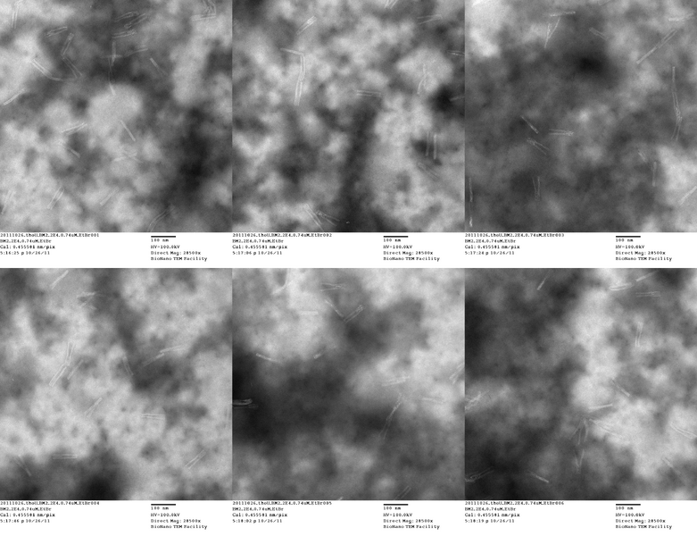 File:20111026 theU BM2 2E4 0.74uM EtBr049.png