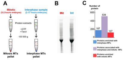 Fig.3: Isolation of mitotic MAPs(click to enlarge)