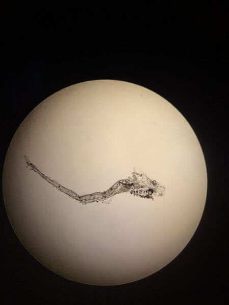 File:12721603 10153543728872794 1607682286 n.jpg