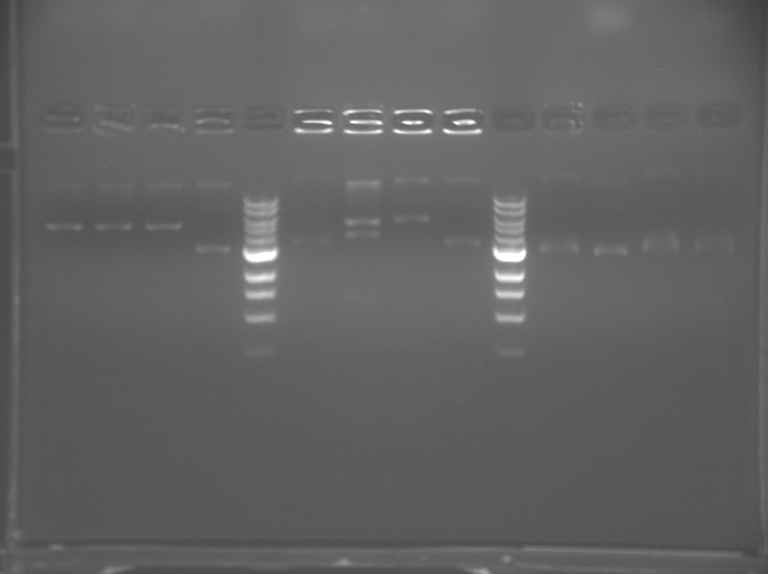 File:20.109(F11) TThOrange.BMP