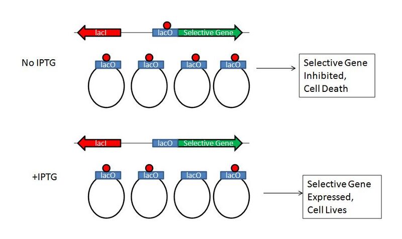 File:CH391L S12 ORT.jpg