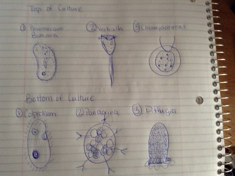 File:H.I. Organisms.jpg