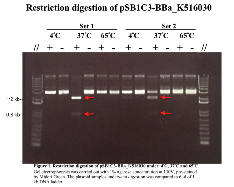 File:HKUST iGEM Winter2016 Steph v2.png