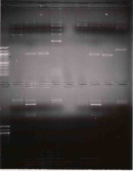 File:Macintosh HD-Users-nkuldell-Desktop-yellow(top)red(btm)TR.jpg