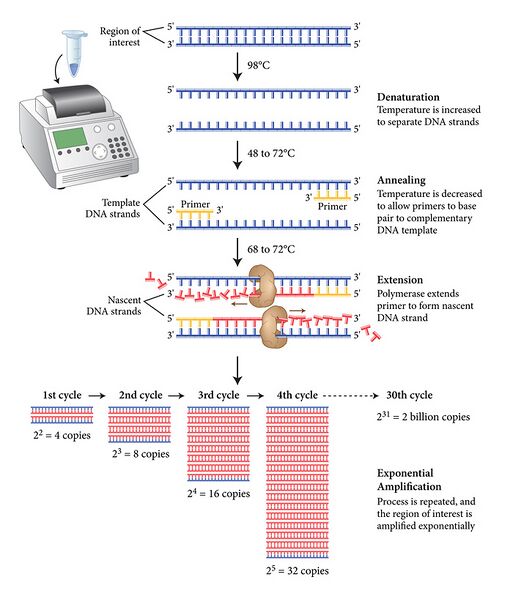 File:Pcr 2.jpg