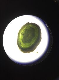 Plant #5 under microscope