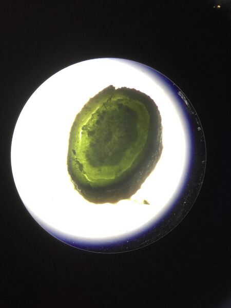 File:Plant Sample 5 Rachel Weger.JPG