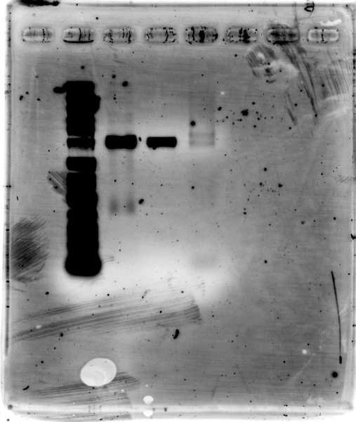 File:20120928tutu 100v,33min41sec.png