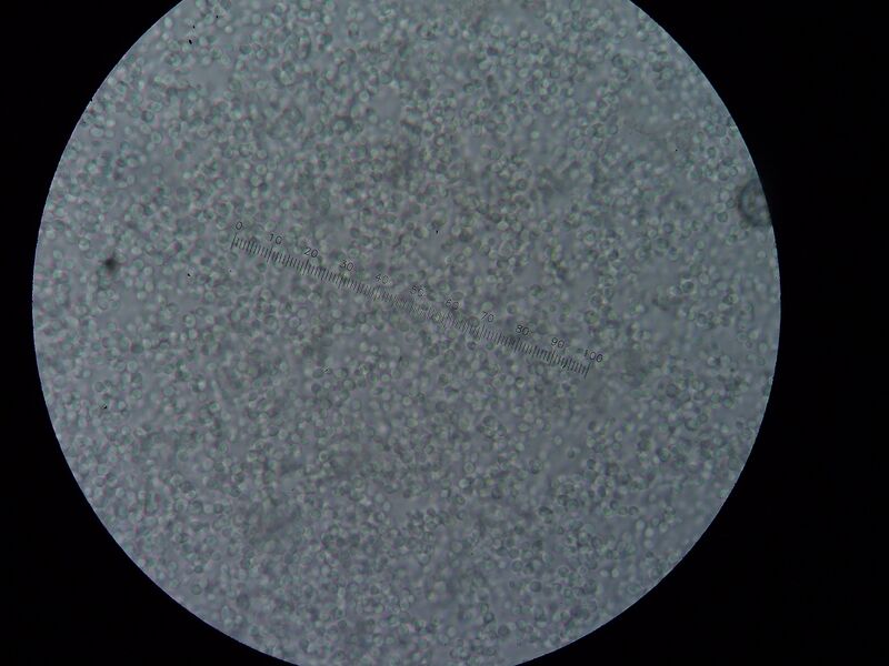 File:SAP A6 Sun 250710 (+2).JPG