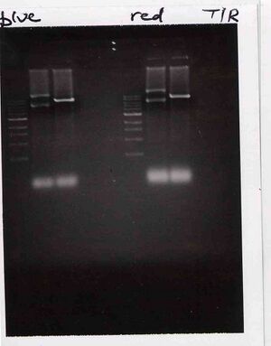 Gel for Blue and Red Groups, TR