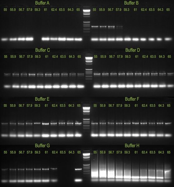 File:20110608 Gel.jpg