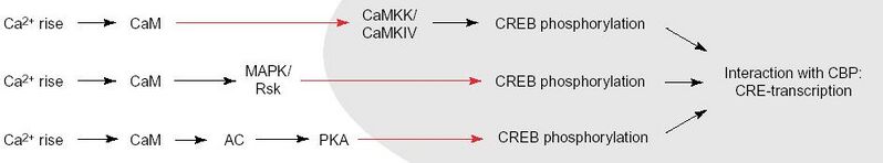 File:Ca2toCREB2.jpg