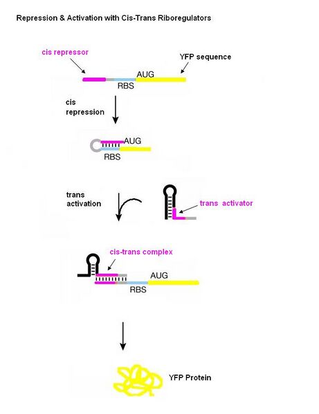 File:Cis trans diagram.JPG