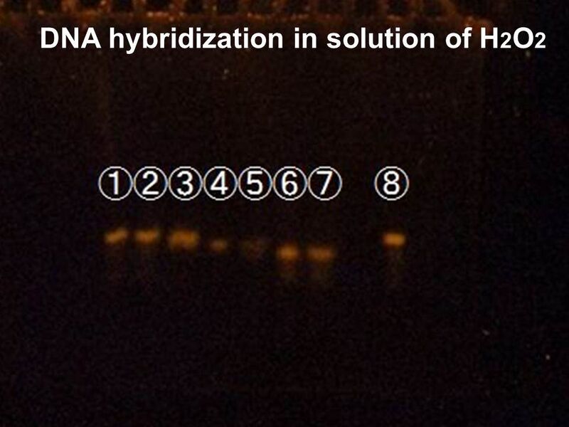 File:DNA hybrudization.jpg