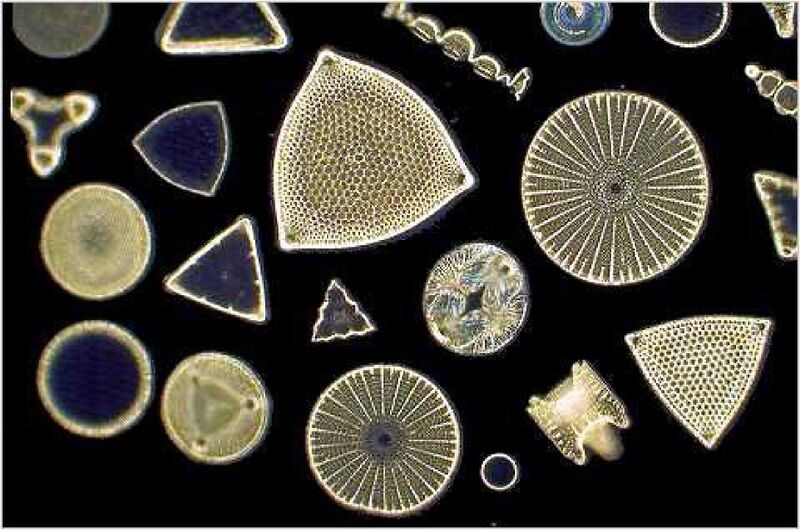 File:Diatoms.jpg