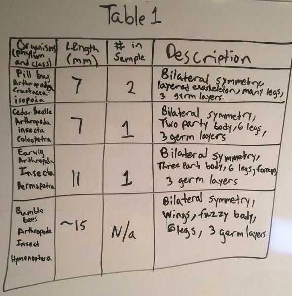 File:Invertabrate table.jpg