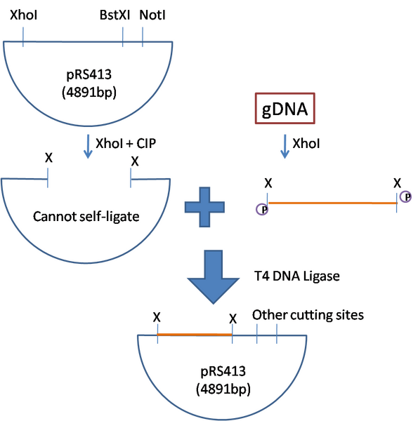 File:Plasmid insertion.png