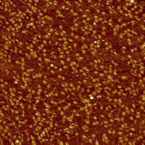 2-pot reaction with both L-DNA strands 1:100 (design 5) templated (2μm)