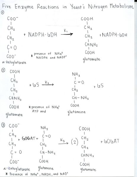 File:Enzyme Reactions Part1.jpg