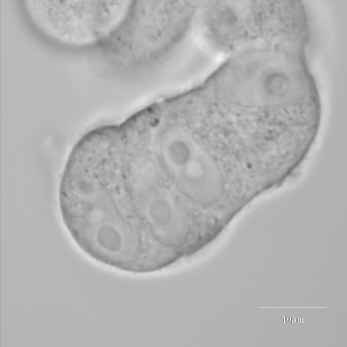 File:ExpresultSection3 15.jpg