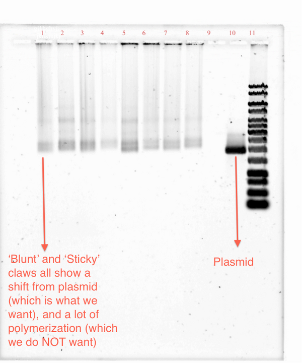 Figure 15-TClaw Synthesis and polymerization Gel