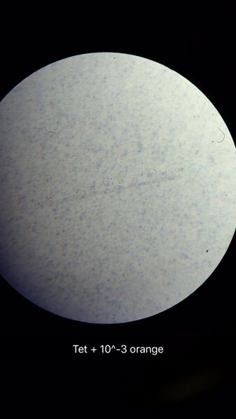 File:IMG 3821 -273844-.JPG