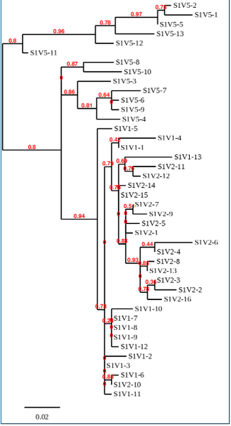 File:MAP Activity 2 part 2 tree.PNG