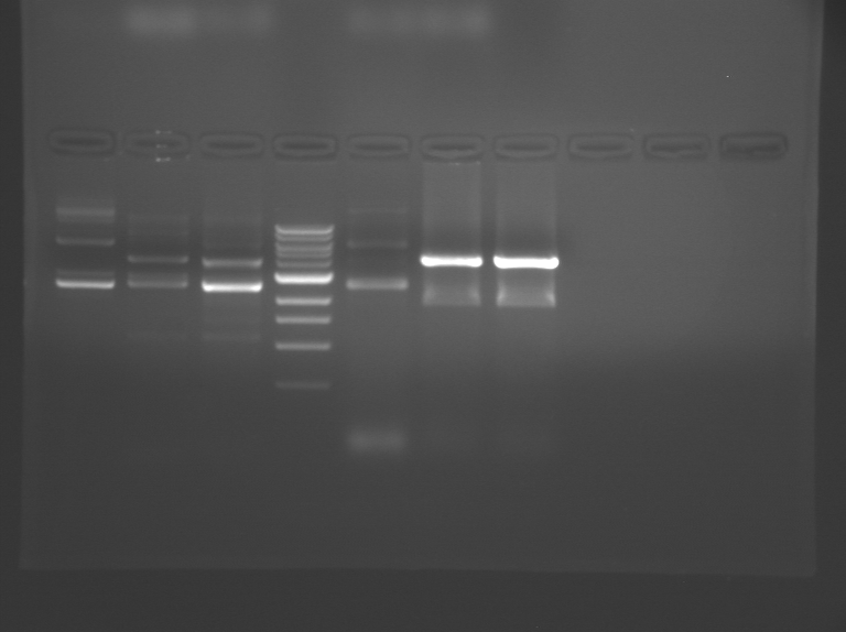 File:S09 M1D3 TR Grey.BMP