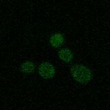 WT SOD1, induction at 42°C